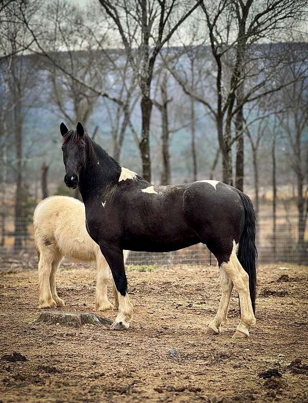 all-around-friesian-horse