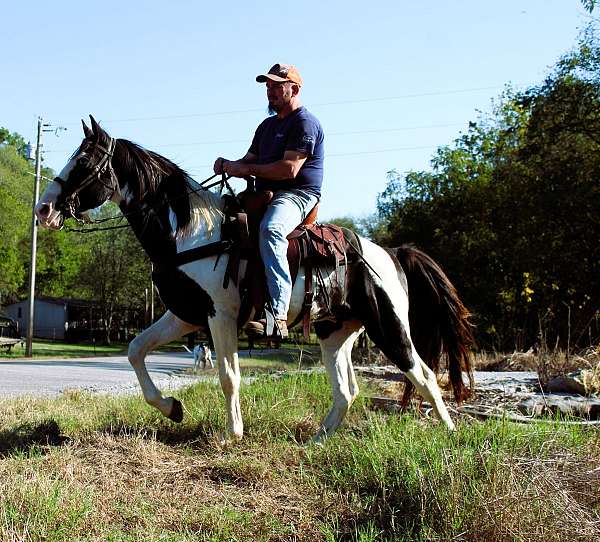 mcnatt-farm-spotted-saddle-horse