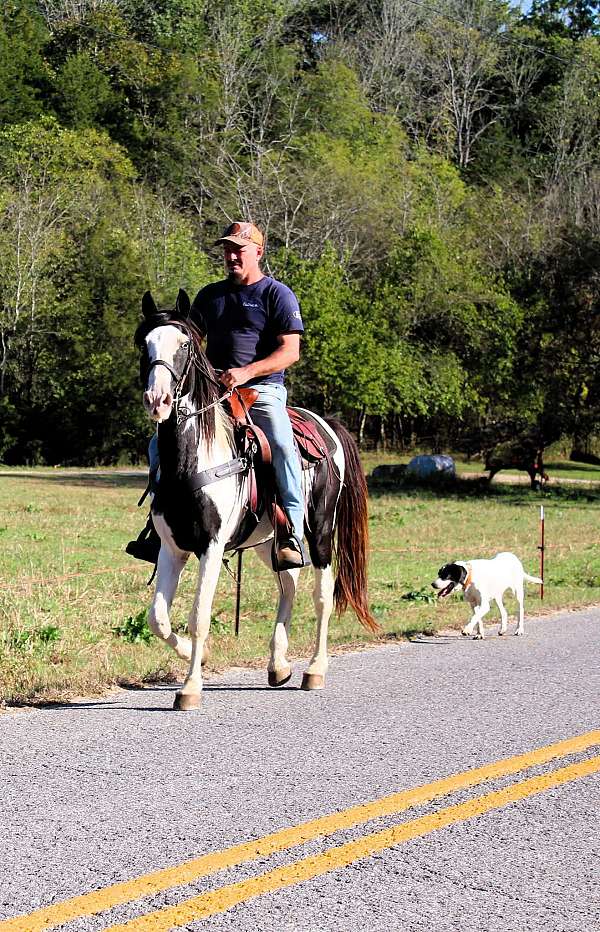 horse-for-sael-spotted-saddle