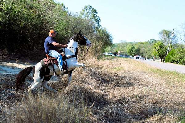 field-trial-horse-spotted-saddle