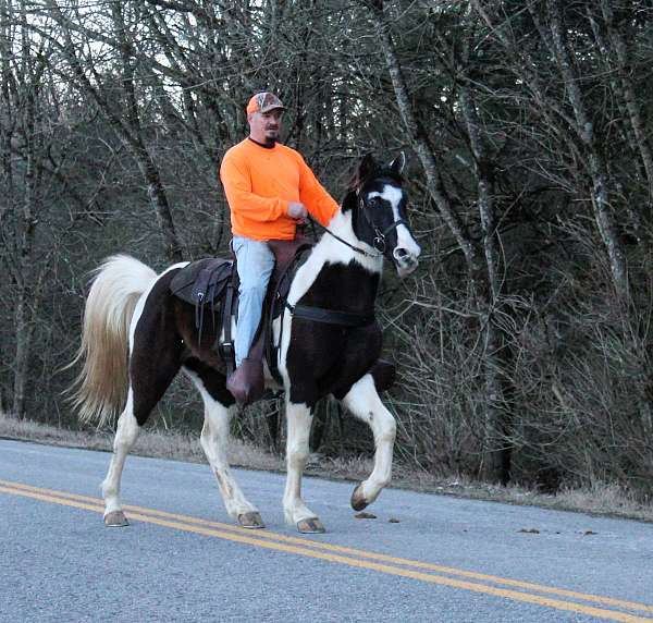 spotrt-horse-spotted-saddle