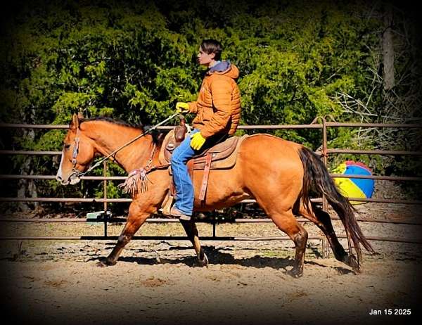 beginner-quarter-horse