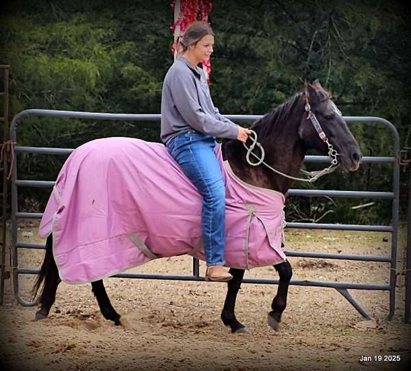 gaited-paso-fino-horse