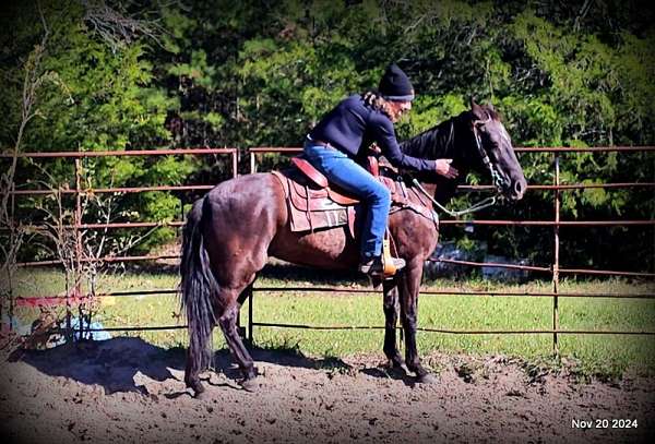 western-paso-fino-horse