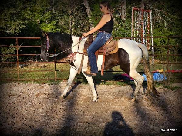 western-spotted-saddle-horse