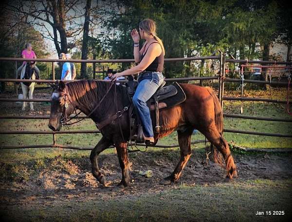 beginner-quarter-horse