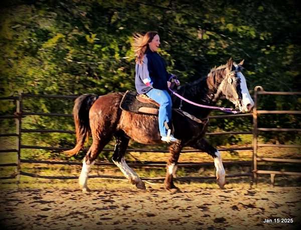 english-missouri-fox-trotter-horse