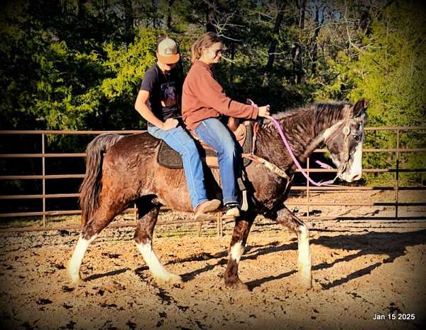 western-missouri-fox-trotter-horse