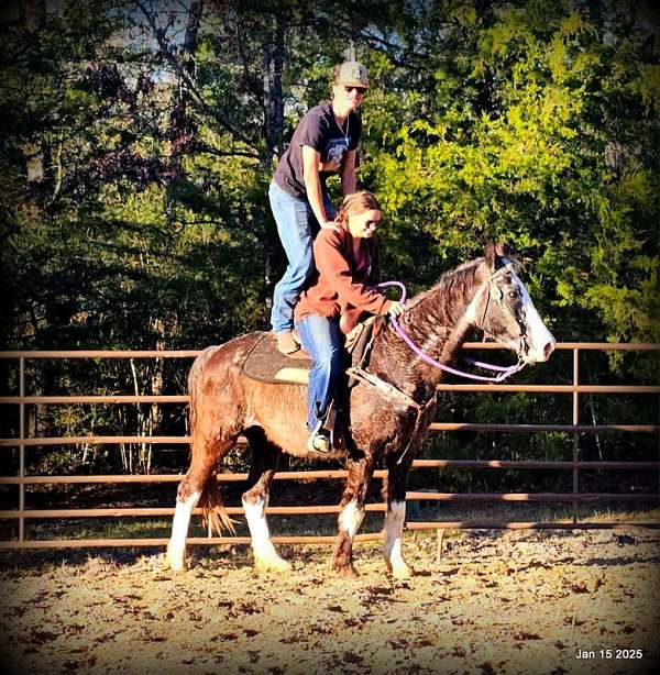 gaited-missouri-fox-trotter-horse