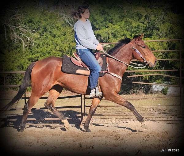 english-appaloosa-horse