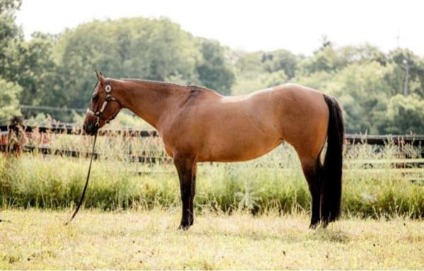 ranch-work-quarter-horse