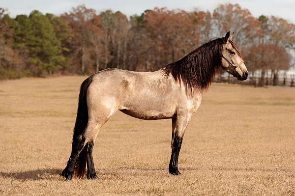 buckskin-dark-points-horse