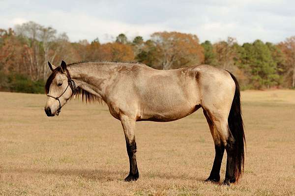 draft-friesian-horse