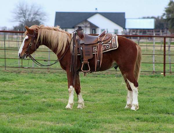 buckskin-dark-points-horse