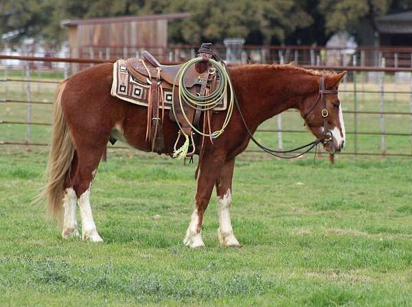 grass-friesian-horse