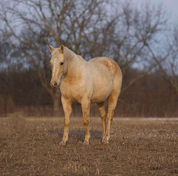 palomino-none-horse