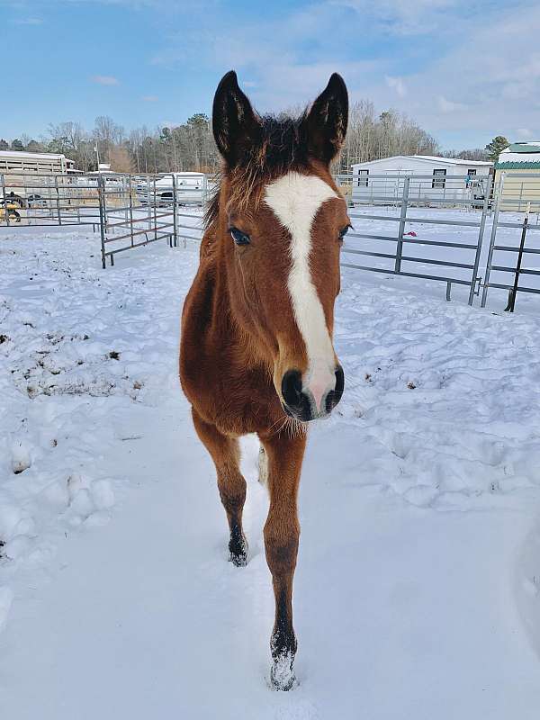 quarter-horse-filly