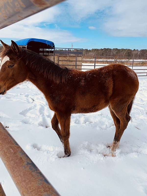 quarter-horse-for-sale