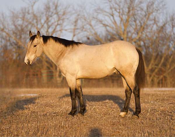 buckskin-sock-horse