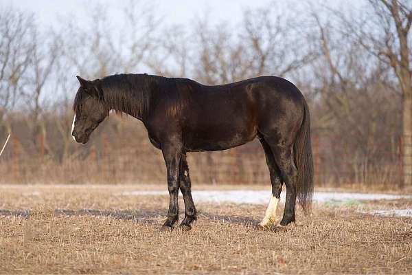 black-blaze-horse