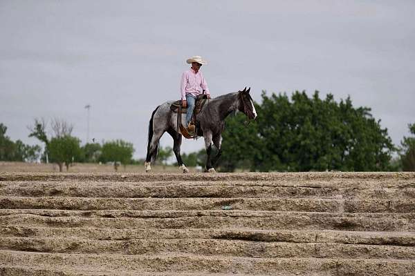 beginner-safe-quarter-horse