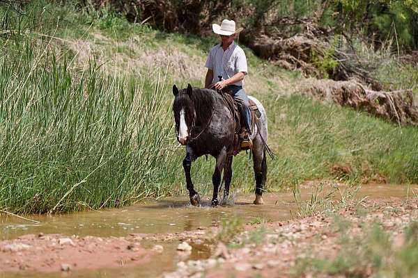 quarter-horse