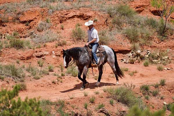 ranch-work-quarter-horse