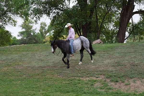 family-horse-quarter