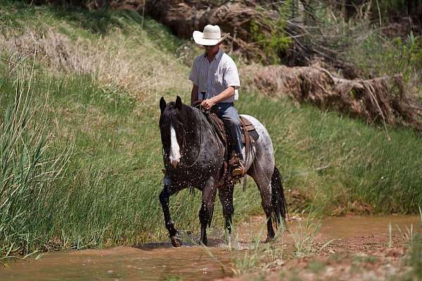 trail-quarter-horse