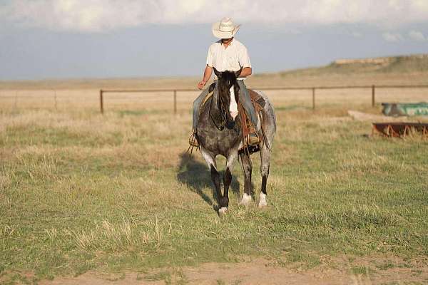 experienced-quarter-horse