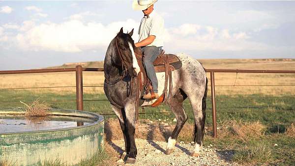 husband-safe-quarter-horse