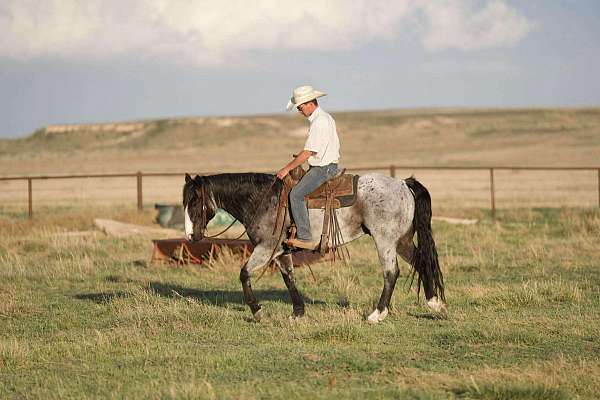 kid-safe-quarter-horse