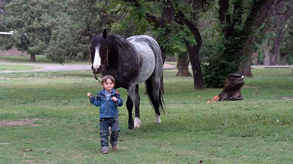 ranch-quarter-horse