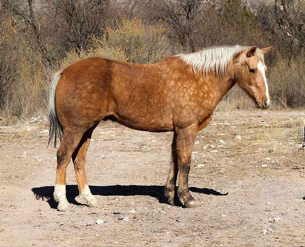 palomino-blaze-rear-socks-horse