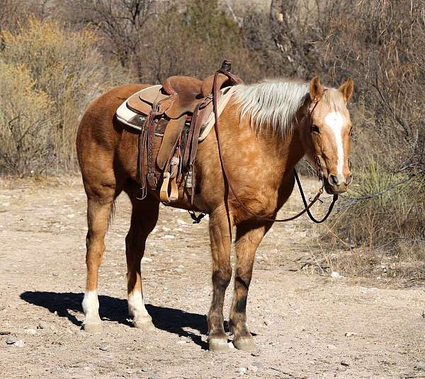 family-horse-quarter