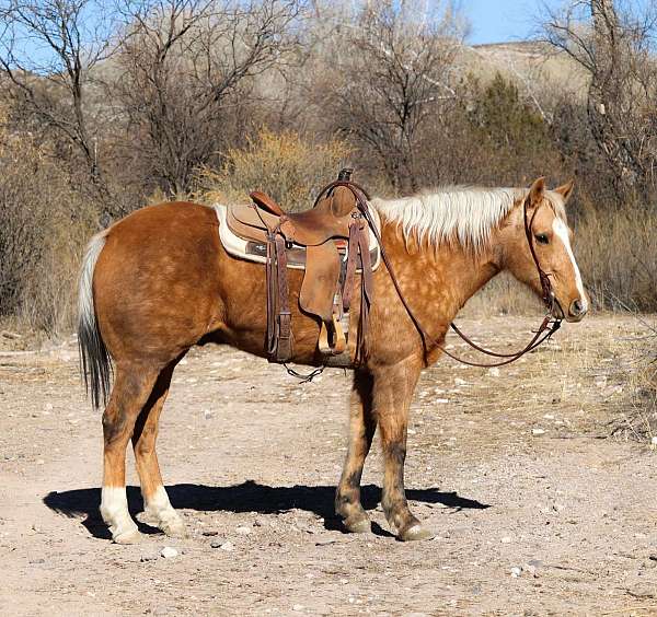 ranch-work-quarter-horse