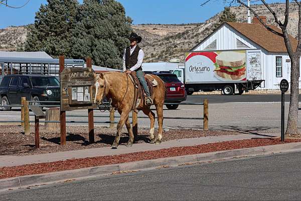 all-around-quarter-horse