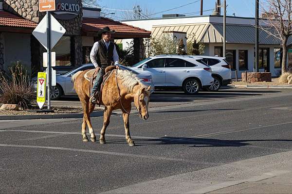 trail-quarter-horse