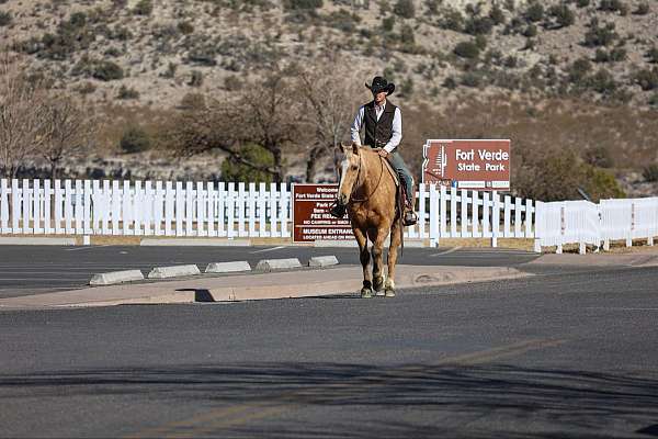 ranch-quarter-horse