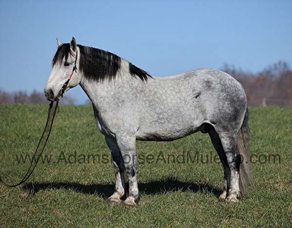 beginner-safe-quarter-horse