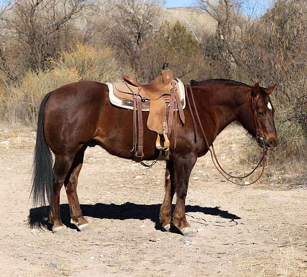 chestnut-star-horse