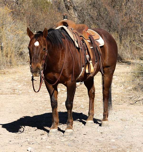 ranch-work-quarter-horse