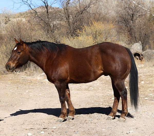 beginner-safe-quarter-horse