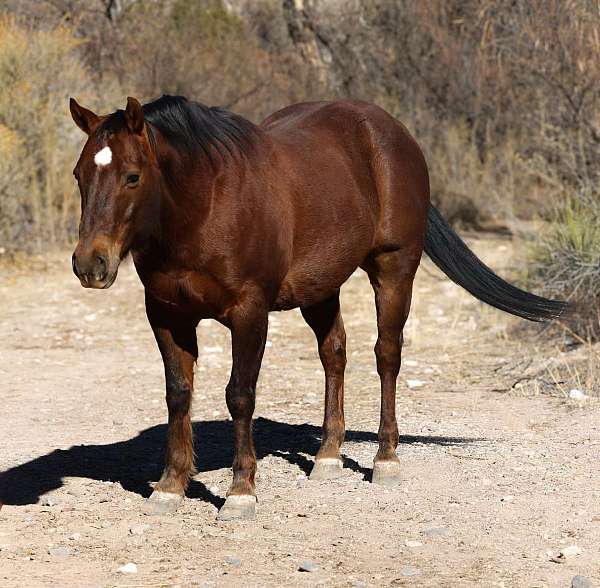 family-horse-quarter