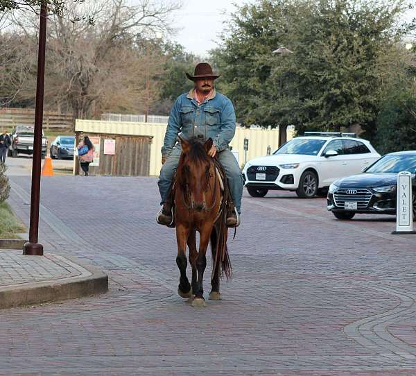 beginner-safe-quarter-horse