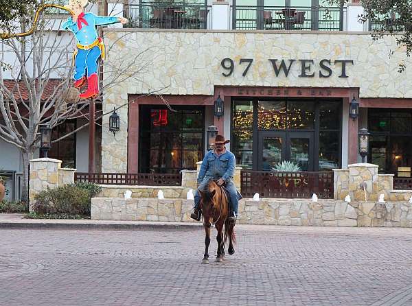 ranch-work-quarter-horse