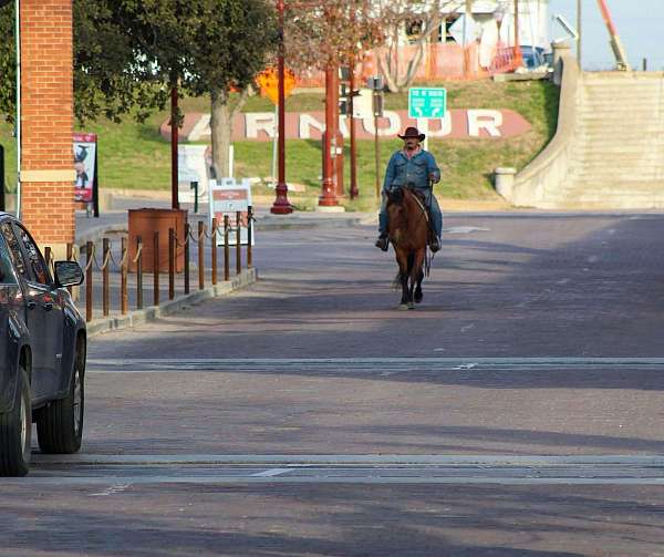 amazing-quarter-horse