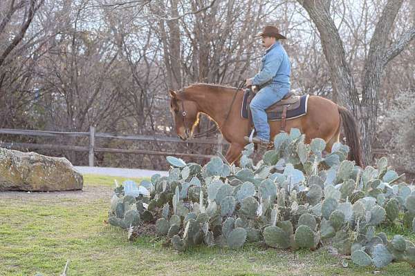 family-horse-quarter