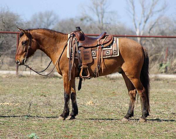 around-quarter-horse