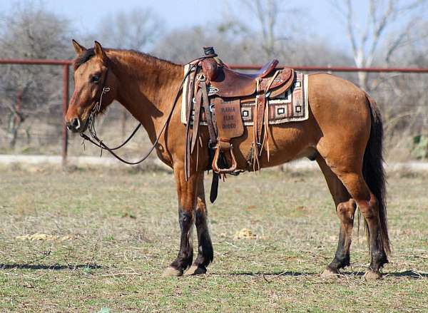 athletic-quarter-horse